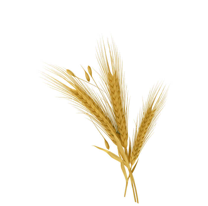 wheat plant